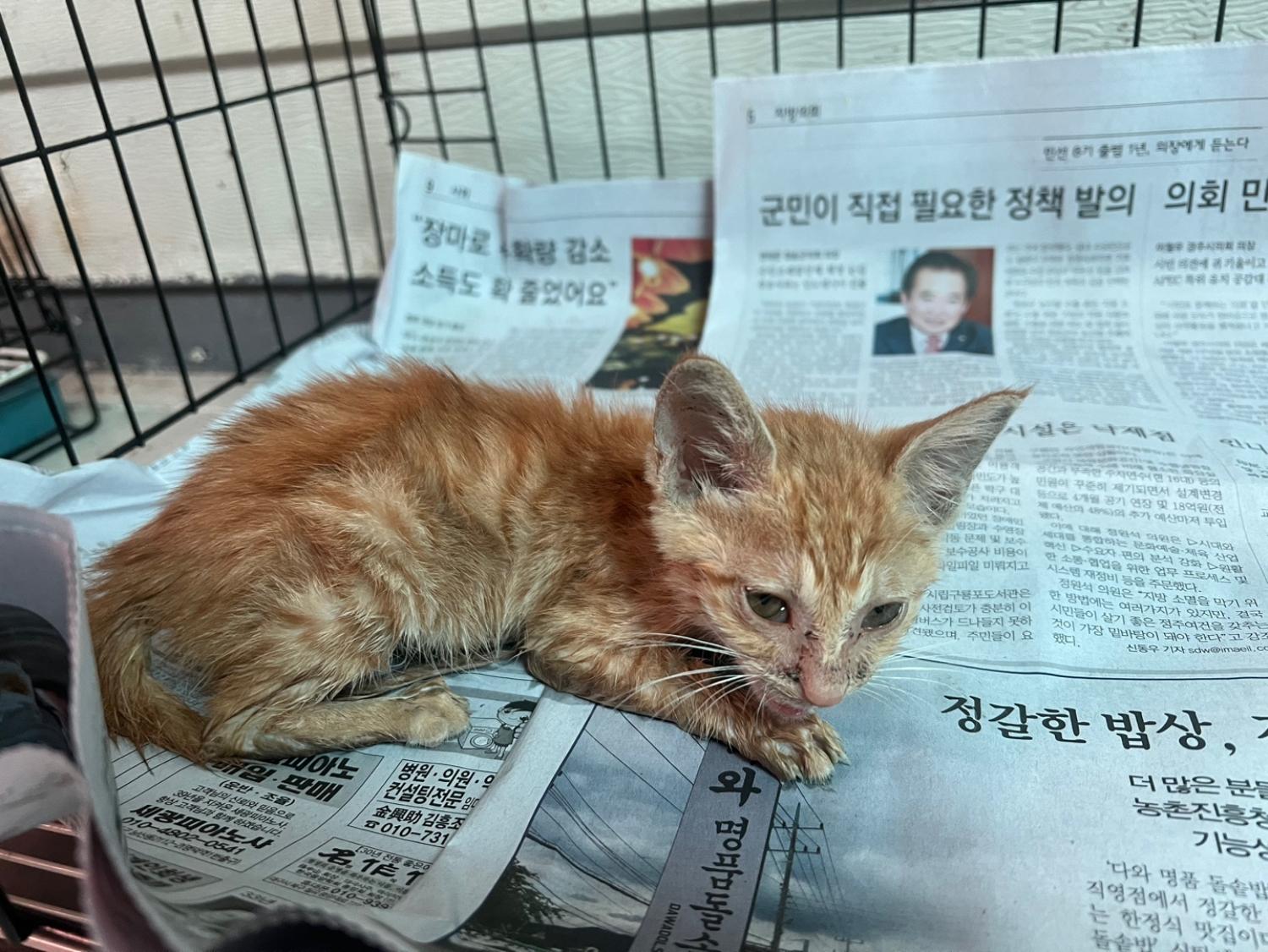 한국 고양이 이미지 파일 입니다.